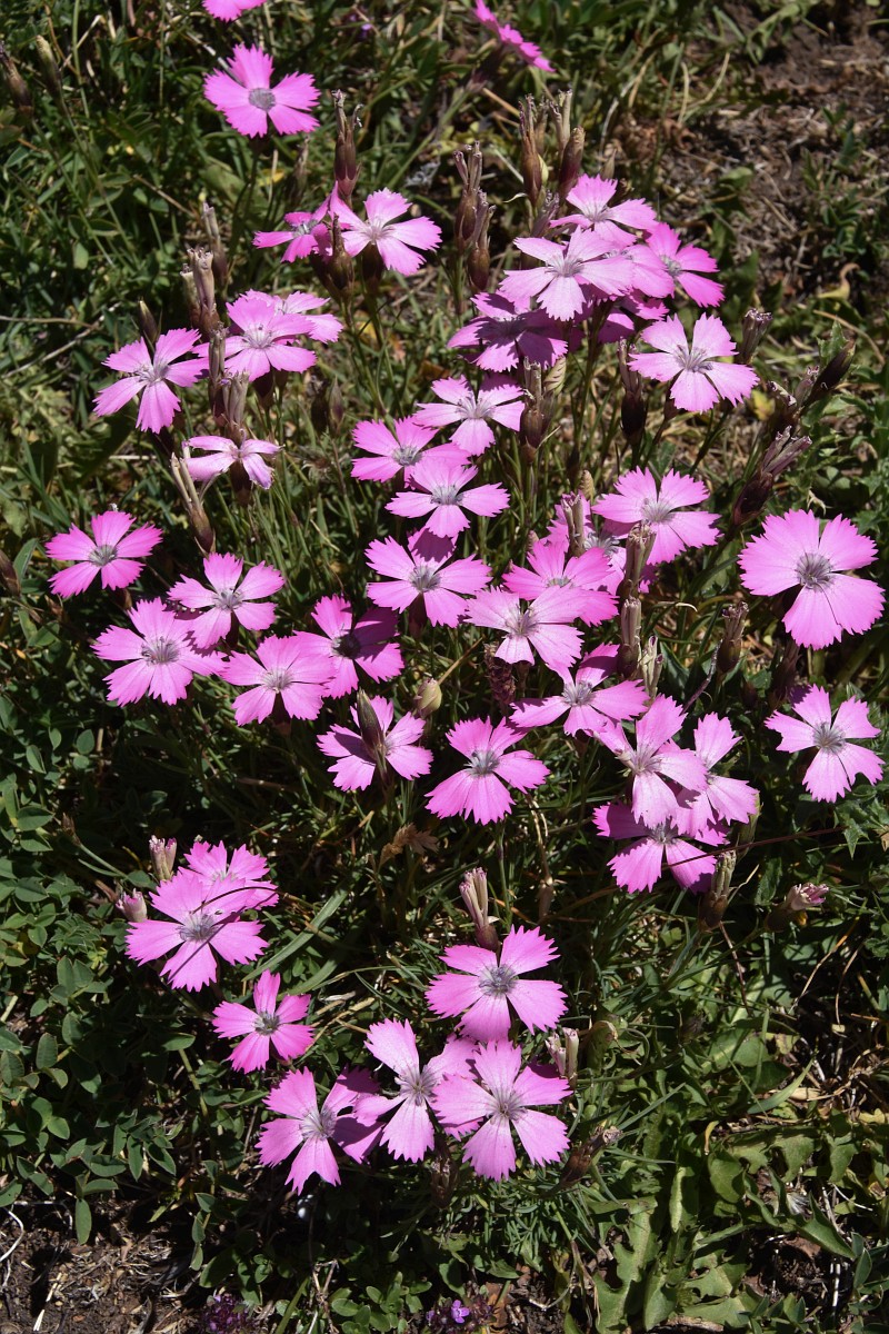 Dianthus pavonius